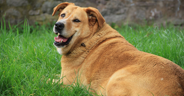 Weight Management in Dogs